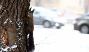 Студ, сняг и поледици: Каква е пътната обстановка в София