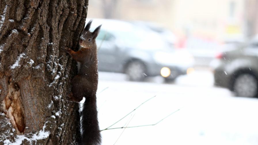 Студ, сняг и поледици: Каква е пътната обстановка в София