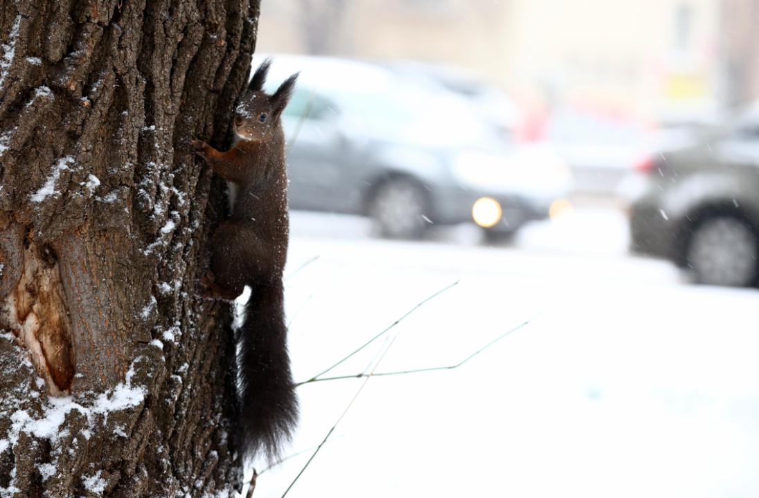 Студ, сняг и поледици: Каква е пътната обстановка в София