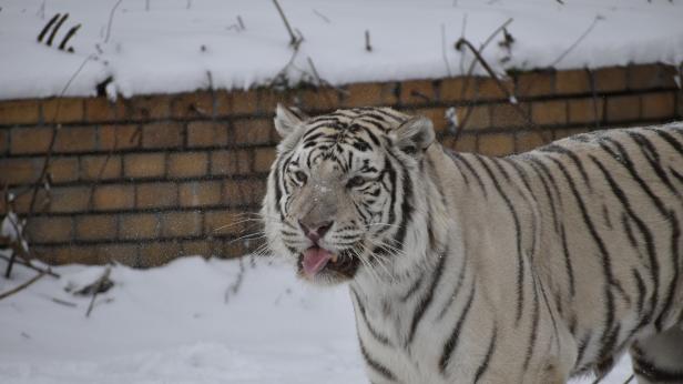 Киафа се радва на зимата