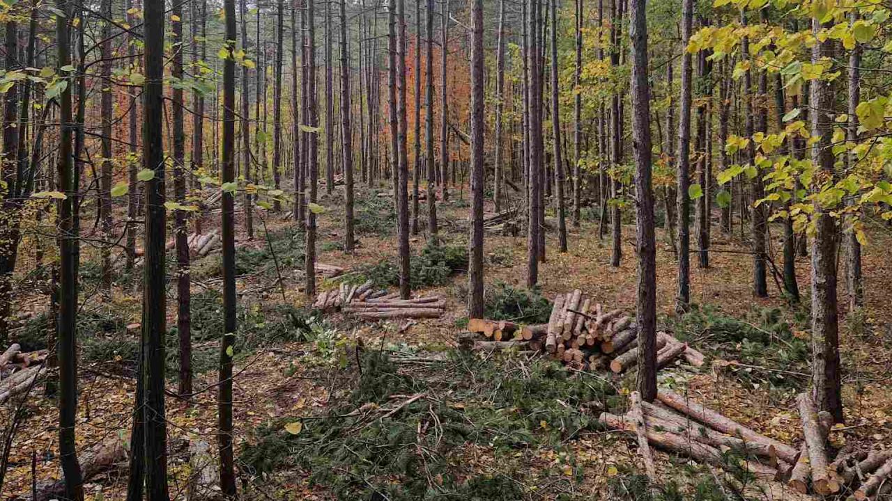 Рекордно слаб дърводобив