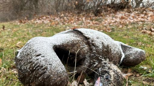 Разследват отравяне на четири черни лешояда у нас