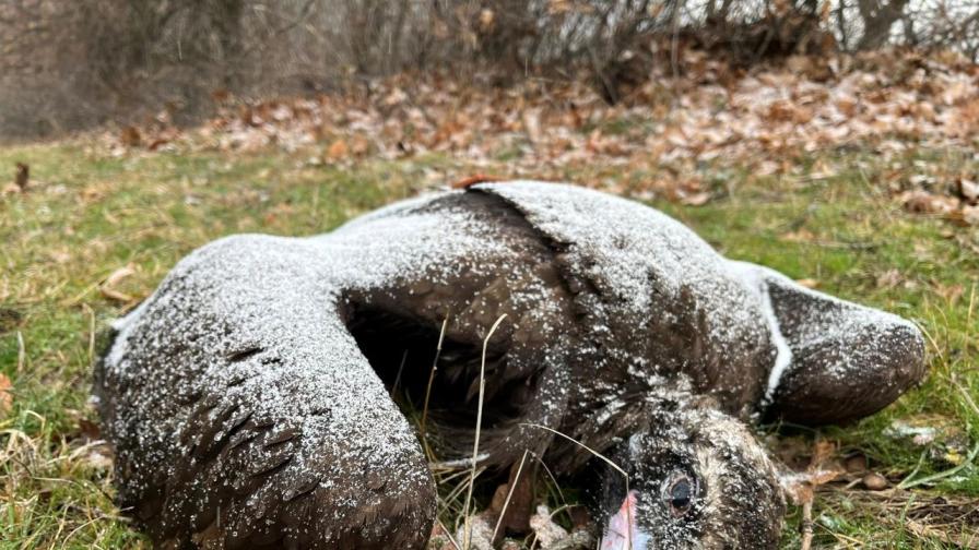 Разследват отравяне на четири черни лешояда у нас