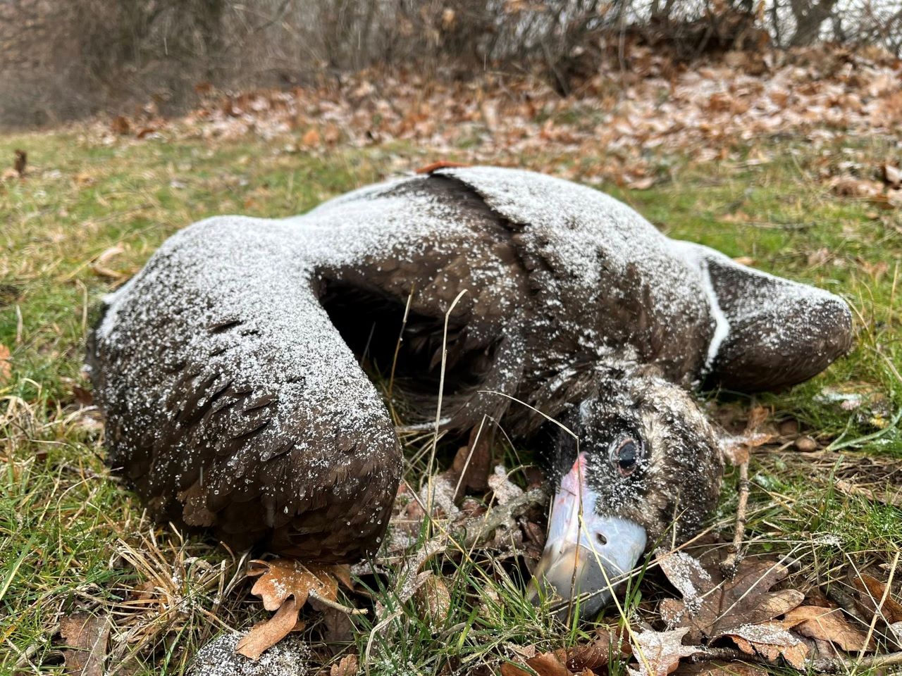 Разследват отравяне на четири черни лешояда у нас