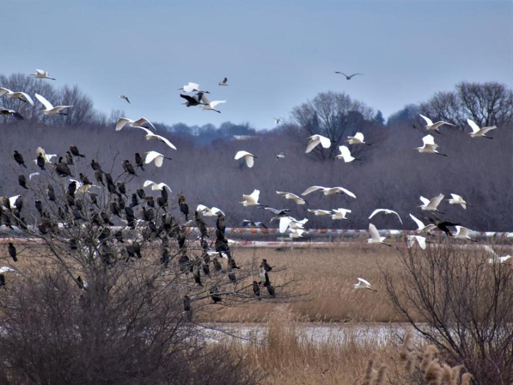 Среднозимно преброяване на водолюбивите птици