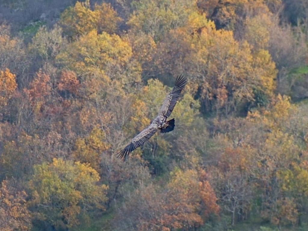 Рекорд в броя на белоглавия лешояд у нас