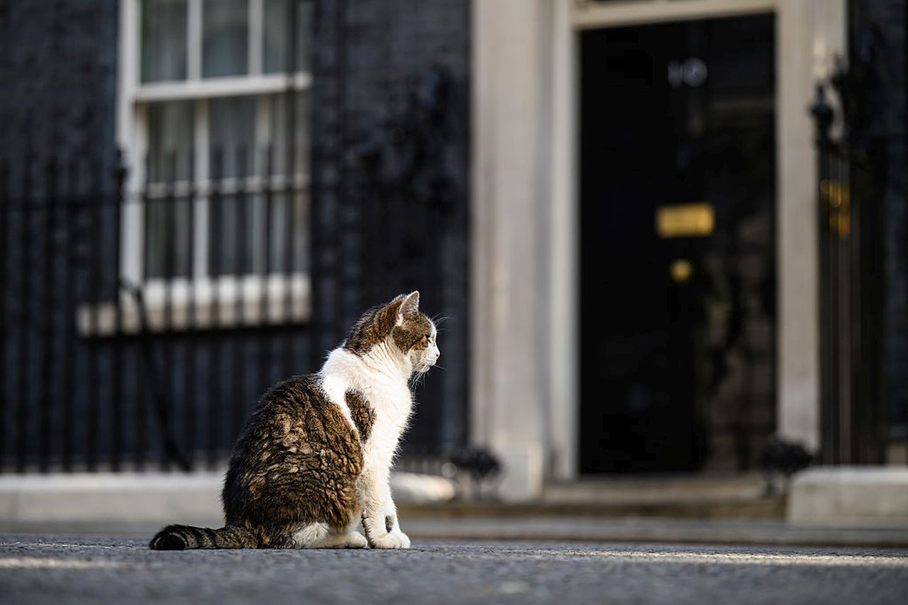 <p>Котката Лари на Даунинг стрийт е виждала президенти и принцове да минават през черната врата на номер 10 и е сред най-дългогодишните обитатели на имота</p>