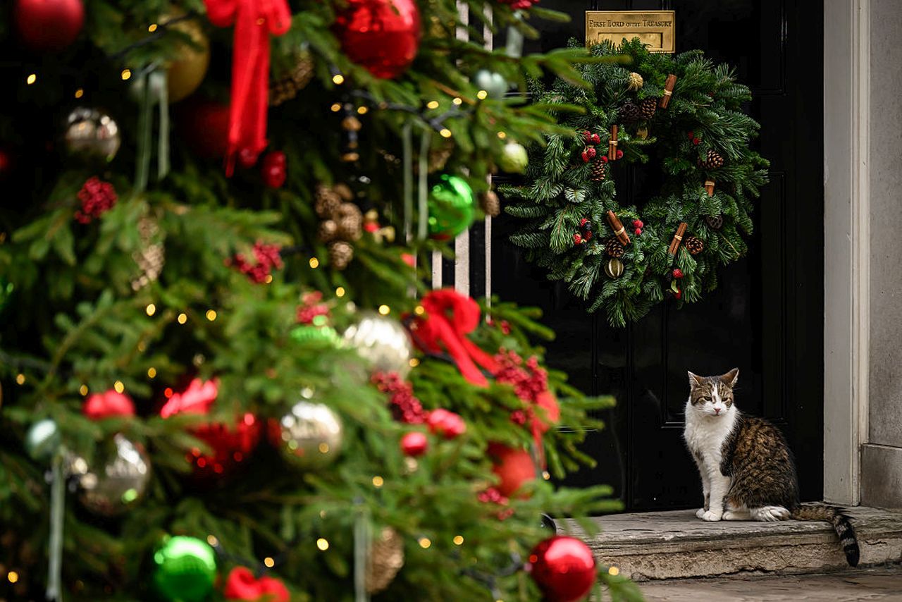 <p>Котката Лари на Даунинг стрийт е виждала президенти и принцове да минават през черната врата на номер 10 и е сред най-дългогодишните обитатели на имота</p>