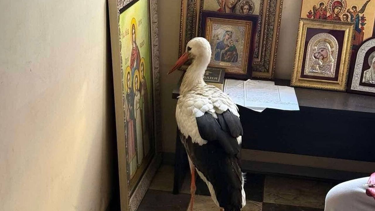 Премръзнал щъркел потърси спасение в малък параклис край Бургас