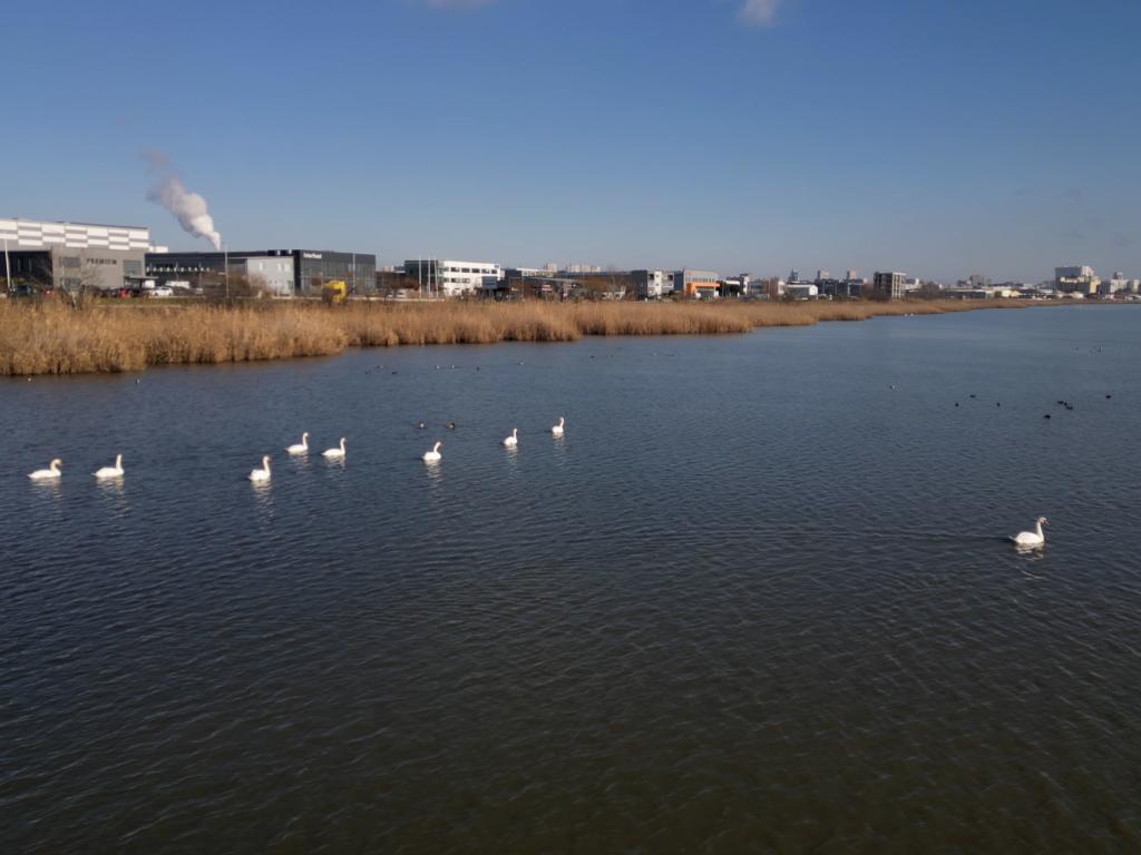 Среднозимно преброяване на водолюбивите птици