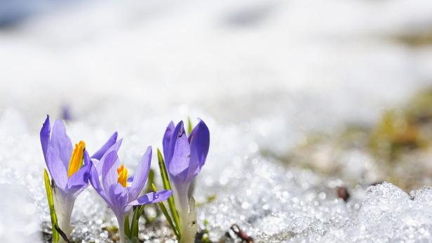 Зимата временно отстъпва