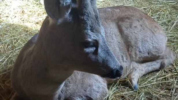 Помогнаха на ударен от кола сръндак