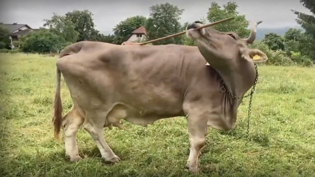 Австрийска крава с неочаквани способности