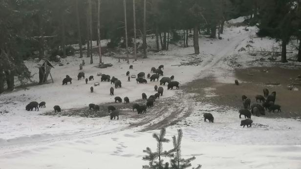 Как подхранват дивеча в суровата родопска зима