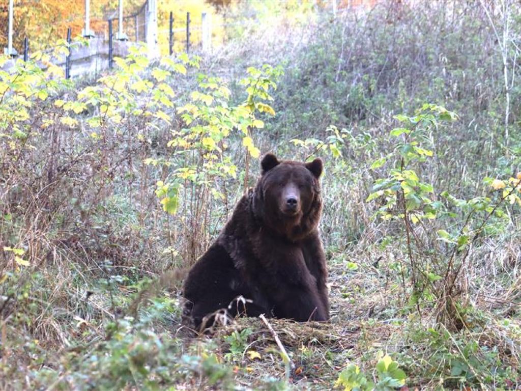 Фрол и Фросия