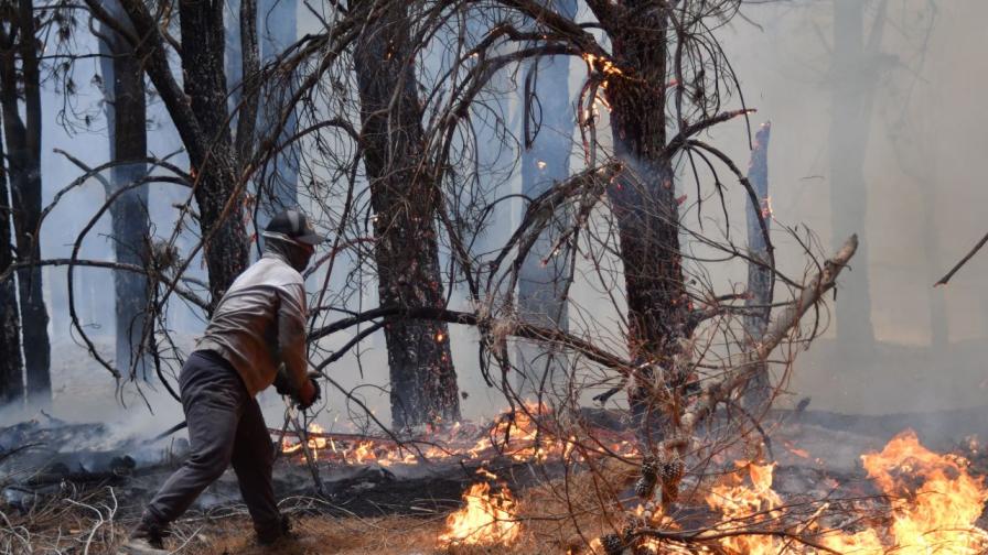 Аржентина обяви извънредно положение заради горски пожари