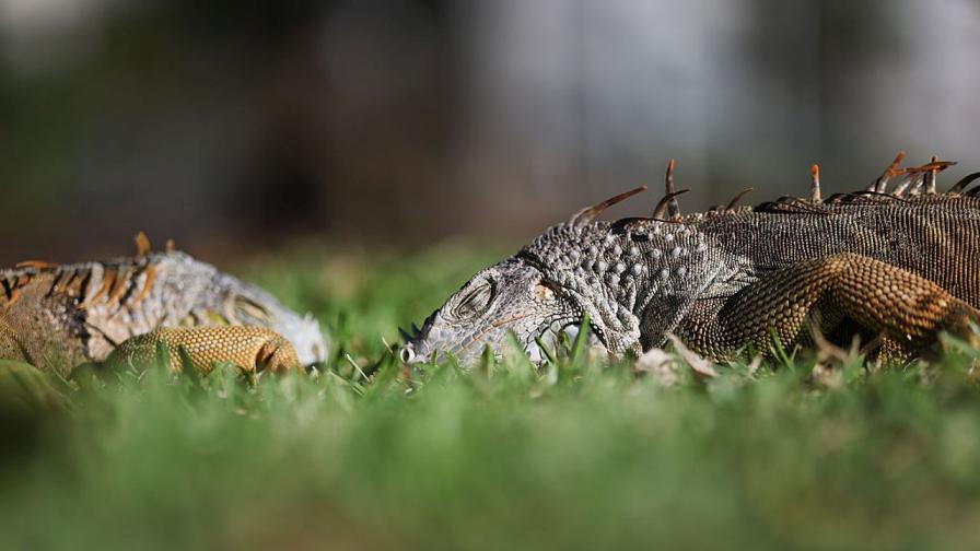 Хиляди парализирани игуани падат от...