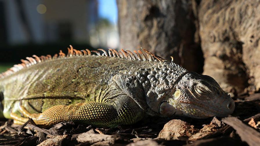 Замръзнали игуани падат от небето във Флорида (СНИМКИ)