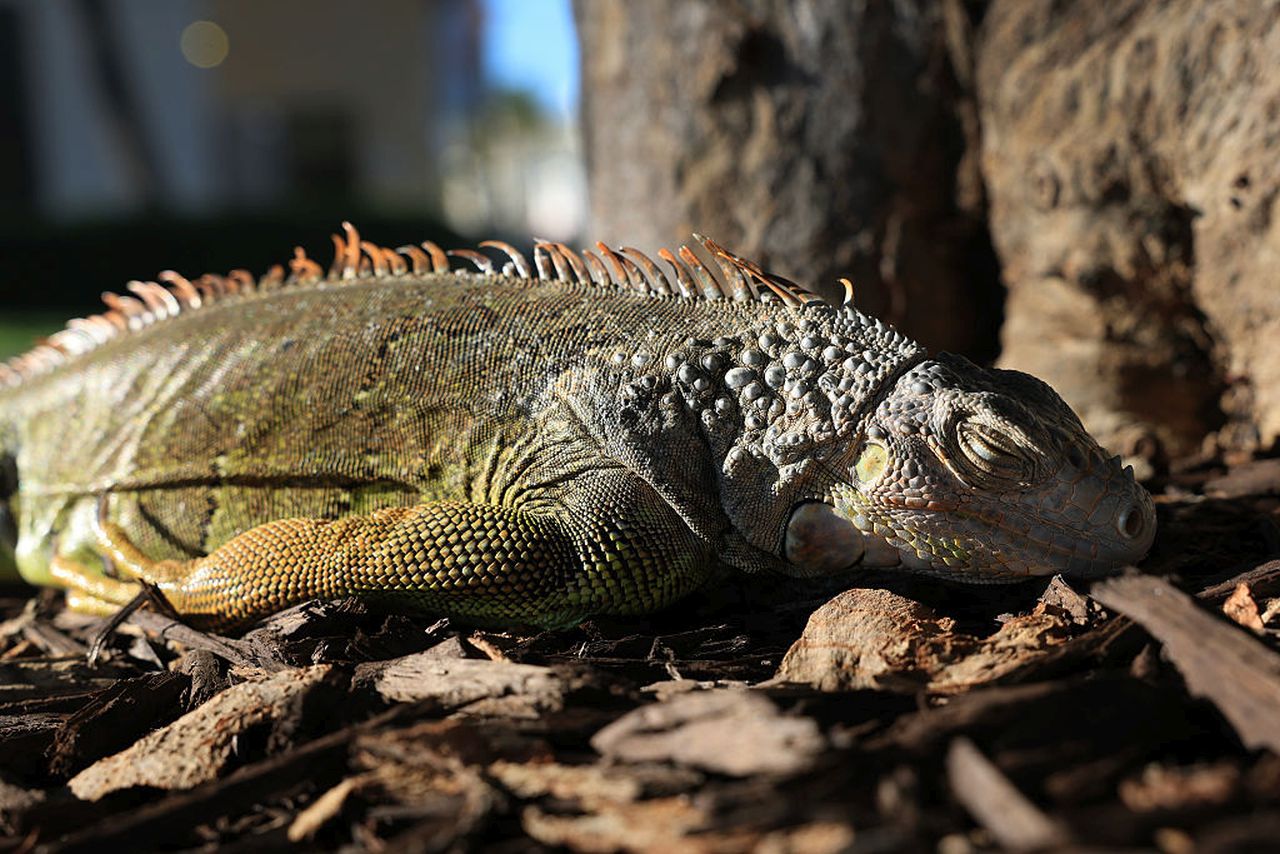 <p>Хиляди игуани, замръзнали и парализирани от необичайния студ във Флорида, валят като сняг от небето. Когато температурите рязко падат, студенокръвните създания стават неподвижни, а във Флорида, където се изчислява, че над 1 милион игуани обикновено се излежават по върховете на дърветата, това води до порой от падащи влечуги</p>