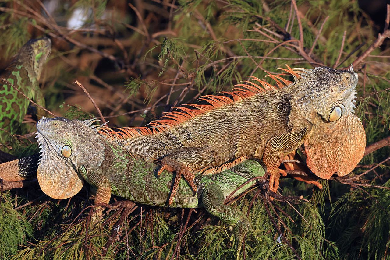 <p>Хиляди игуани, замръзнали и парализирани от необичайния студ във Флорида, валят като сняг от небето. Когато температурите рязко падат, студенокръвните създания стават неподвижни, а във Флорида, където се изчислява, че над 1 милион игуани обикновено се излежават по върховете на дърветата, това води до порой от падащи влечуги</p>