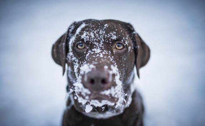 Ветеринарен техник е уволнен и осъден за спасяване на куче