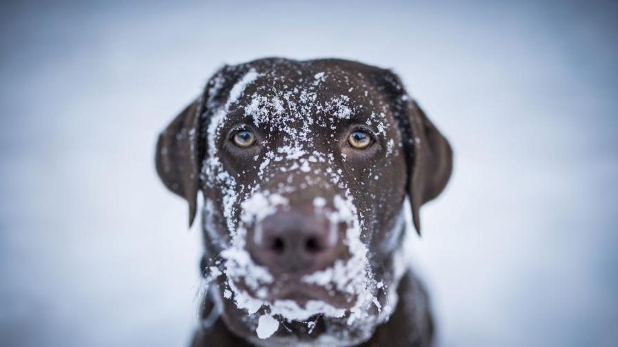 Ветеринарен техник е уволнен и осъден за спасяване на куче