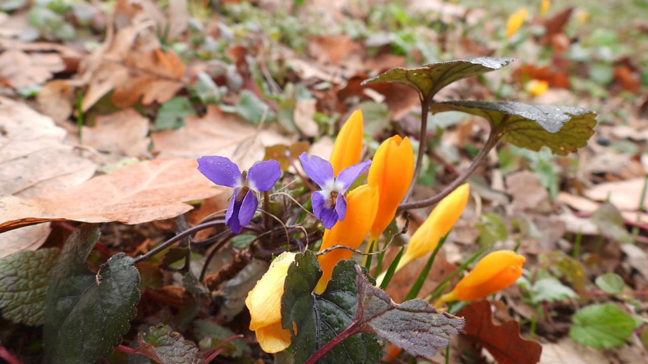 Пролетни минзухари в Лудогорието