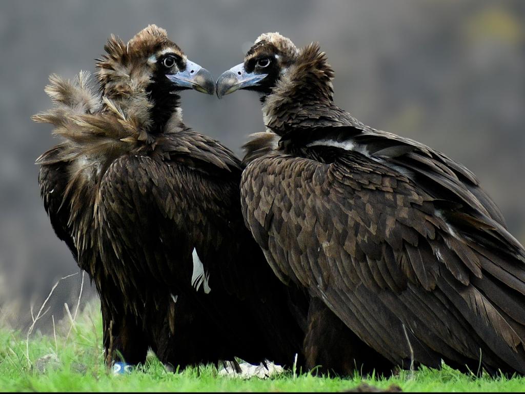 Нова двойка черни лешояди в Източните Родопи
