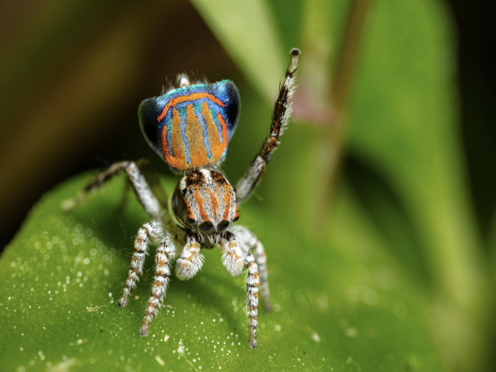 Ухажването при дивите животни