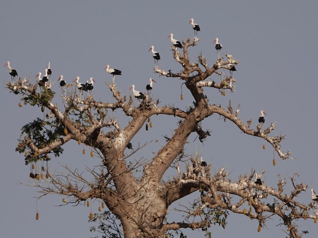 Щъркелите в Сенегал
