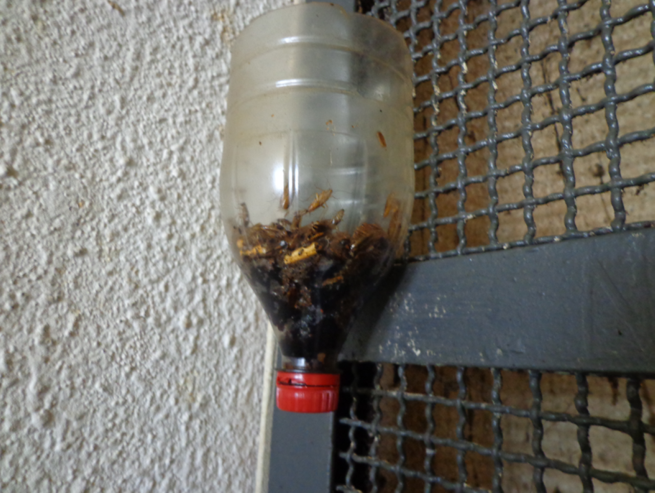 Импровизиран капан за хлебарки