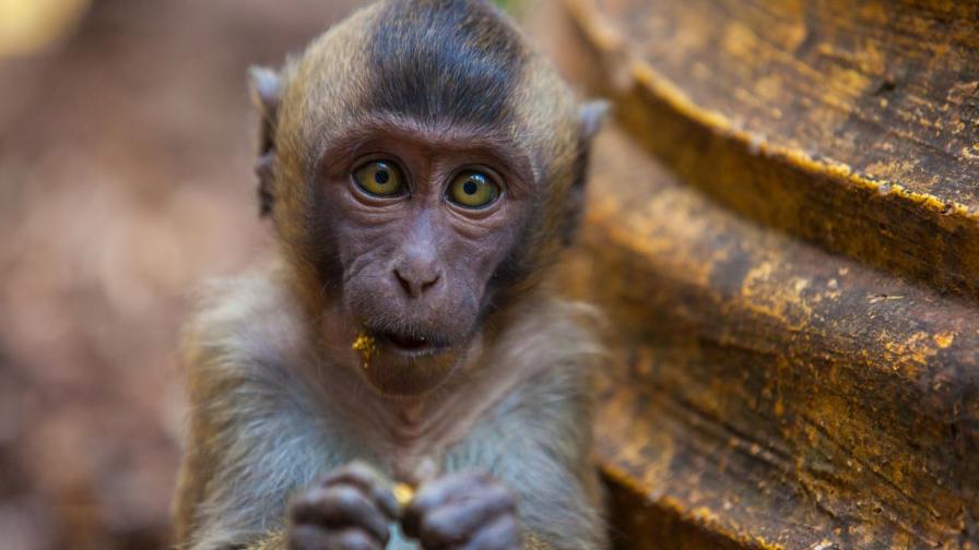 <p>Маймунката Пънч, нейната плюшена играчка и един 70-годишен експеримент</p>