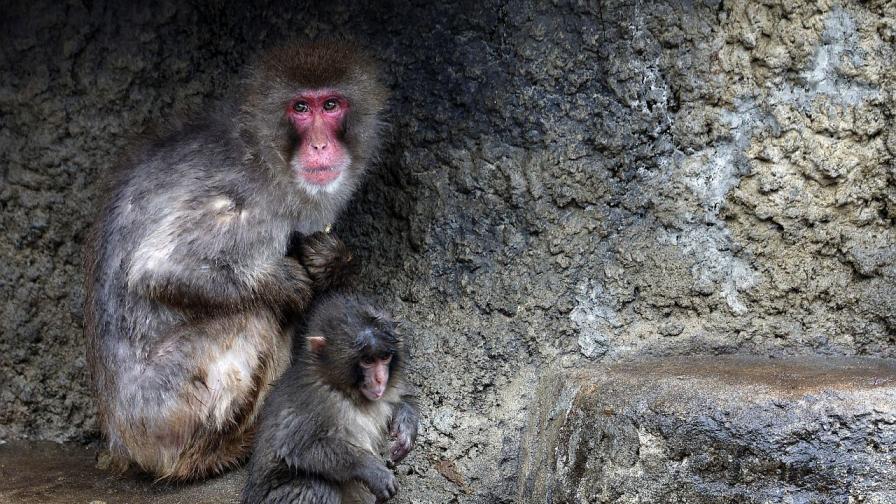 Изоставената маймунка Пънч, която плени...