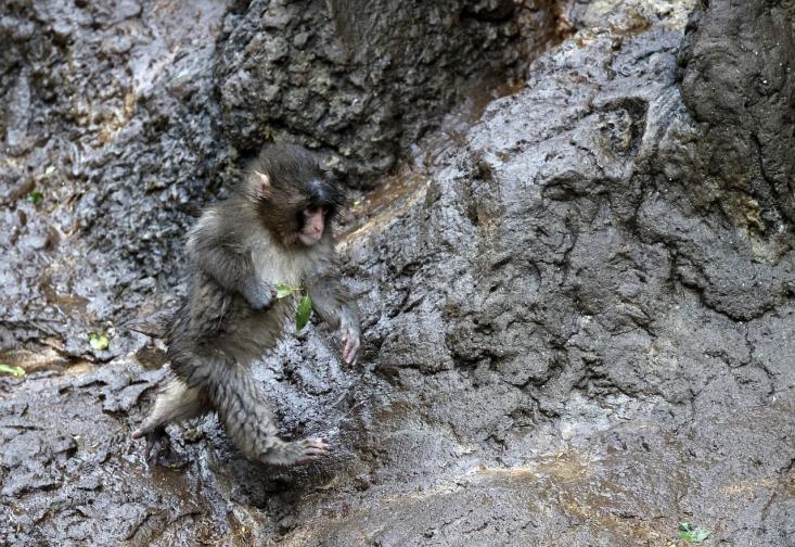 японски макак маймуна маймунка Пънч