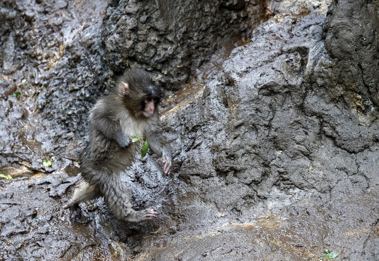 <p>Маймунката Пънч открадна сърцата на милиони в социалните мрежи. Седеммесечният японски макак е роден в зоопарка Ичикава, където е бил отхвърлен от майка си. Гледачите му дали плюшена играчка орангутан, към която той бързо се привързал.</p>