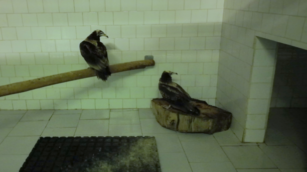 Два египетски лешояда от Англия се заселват у нас