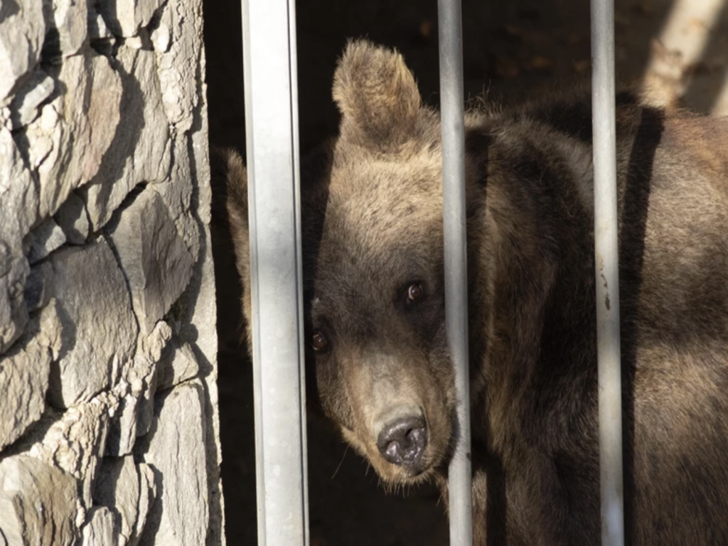 Две мечки от Аржентина намериха нов дом в България
