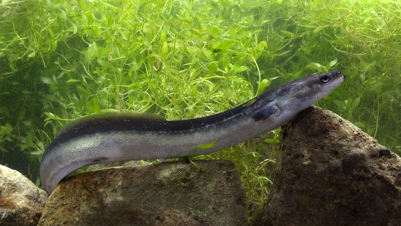 Пъзелът, който обърка дори Аристотел и Фройд: Никой не знаеше откъде идват тези змиорки
