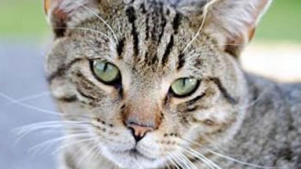 Пожарникари спасиха котка в Нови пазар