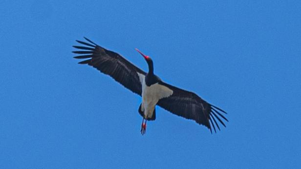 Черен щъркел край язовир "Копринка"