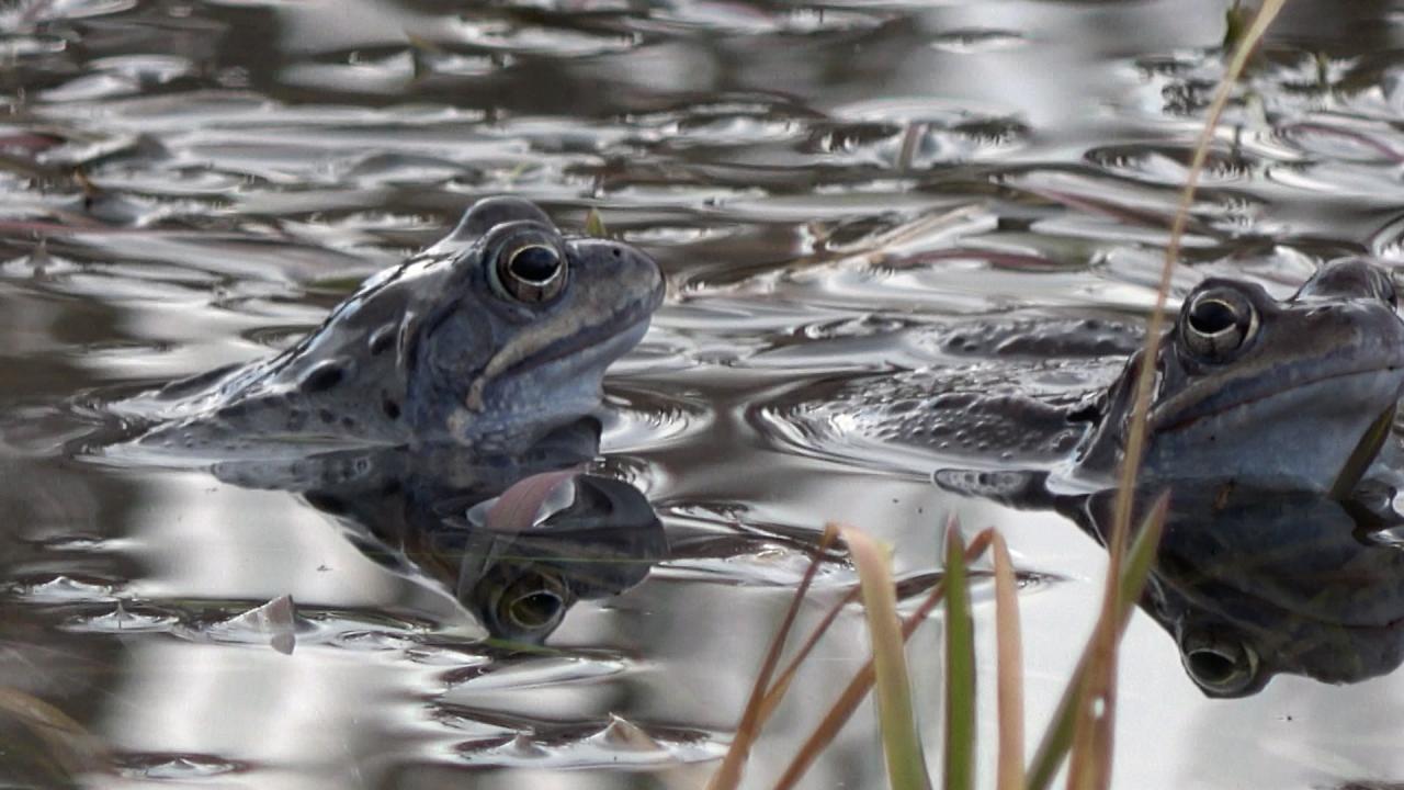 Необикновеното пътешествие на планинските жаби