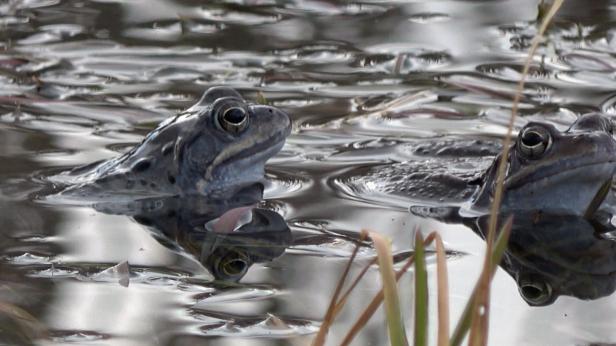 Световен феномен край Ботевград