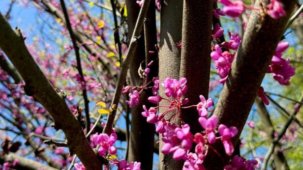 До 20 градуса в средата на седмицата
