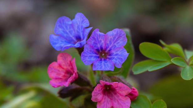 Цъфнаха пролетните цветя на Шуменското плато