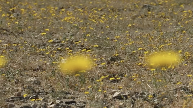 Долината на смъртта "разцъфтя"