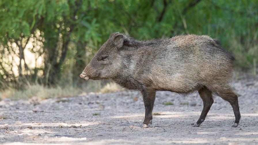 <p>Диви прасета шокираха с &bdquo;неоново синя&ldquo; плът в Калифорния</p>