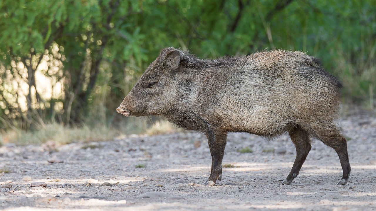 Диви прасета шокираха с „неоново синя“ плът в Калифорния