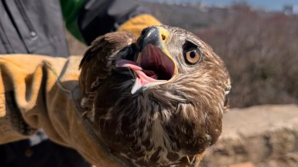 3 мишелова полетяха на свобода
