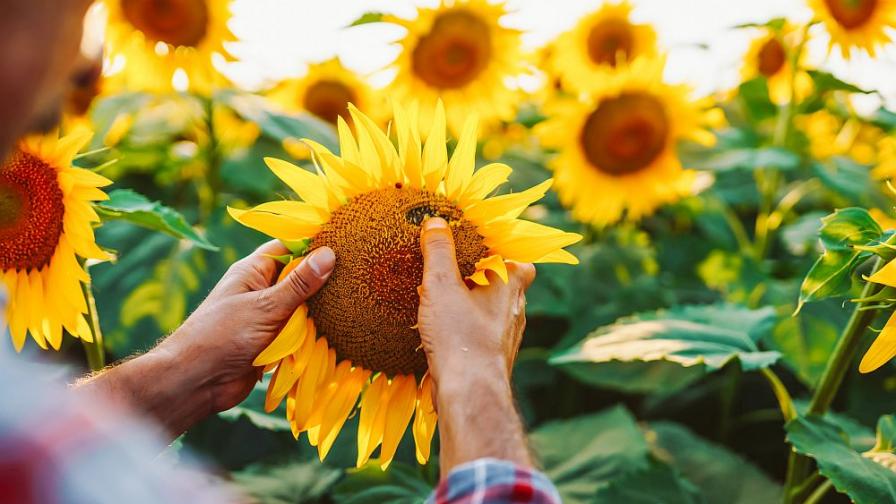 Откриха наднормени пестициди и в третия кораб със слънчоглед от Аржентина