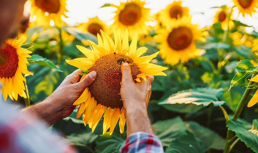 Откриха наднормени пестициди и в третия кораб със слънчоглед от Аржентина